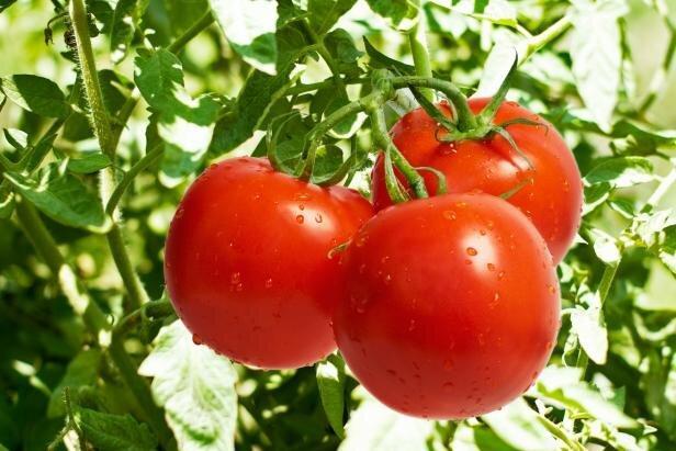 سالانه 4000 تن گوجه فرنگی در لرستان فرآوری و روانه بازار می سالانه 4000 تن گوجه فرنگی در لرستان فرآوری و روانه بازار می گردد