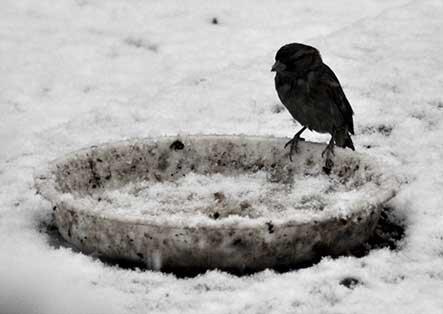 افراد فرصت طلب در کمین پرندگان گرسنه در برف تالش