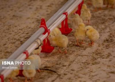 جوجه 8000 تومانی بازارگرمی است، صفر تا صد تولید مرغ رصد می شود
