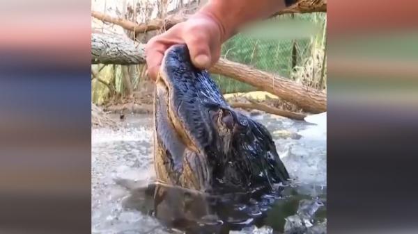 تکنیک عجیب تمساح ها برای زنده ماندن در دریاچه یخ زده