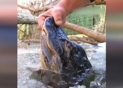 تکنیک عجیب تمساح ها برای زنده ماندن در دریاچه یخ زده