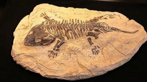 فسیل های جالب با قدمت 9 میلیون سال در سایت مراغه